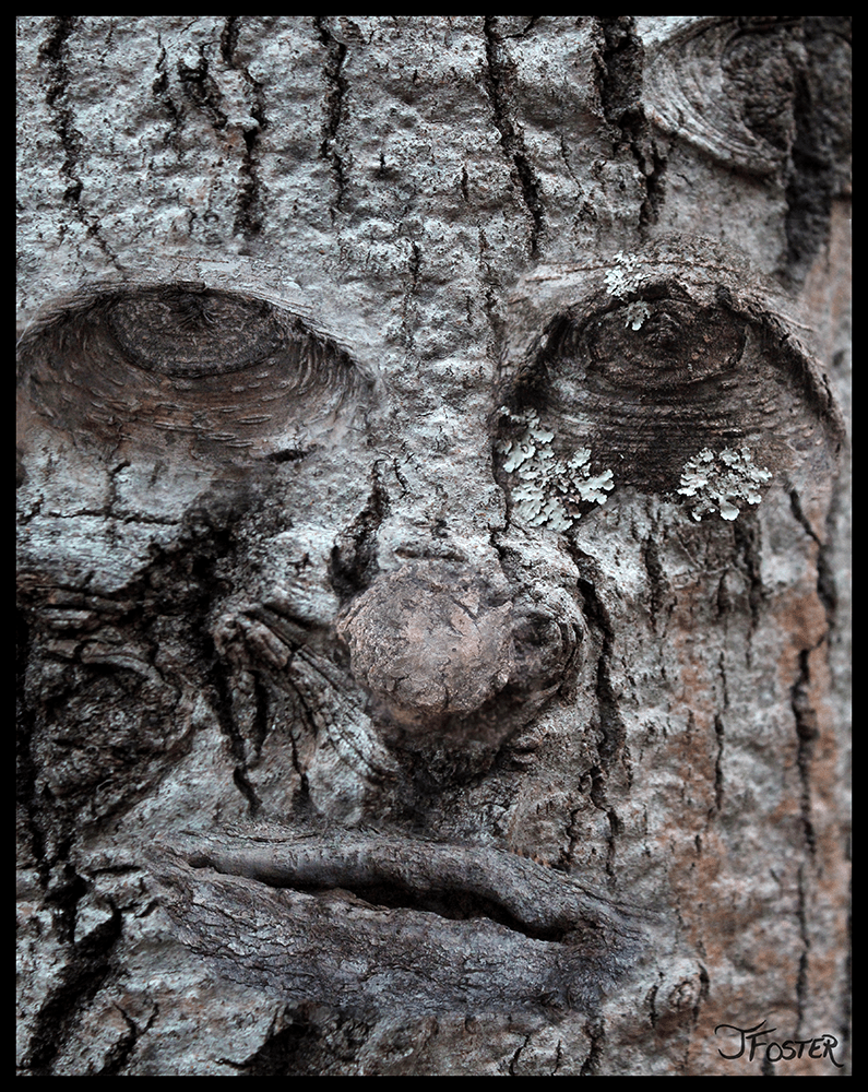 A Friend in the&nbsp;Trees