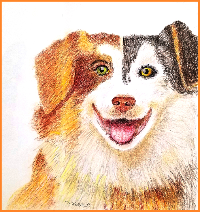 Dog in colored pencil