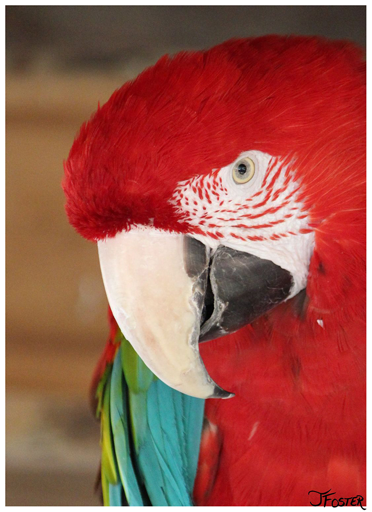 Parrot at the Southwick Zoo  | Photo by Jackie Foster