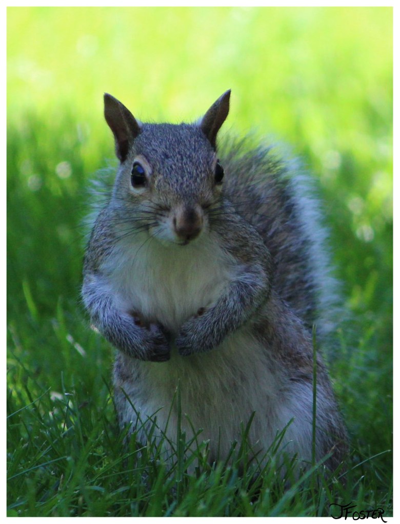 Squirrel  | Photo by Jackie Foster