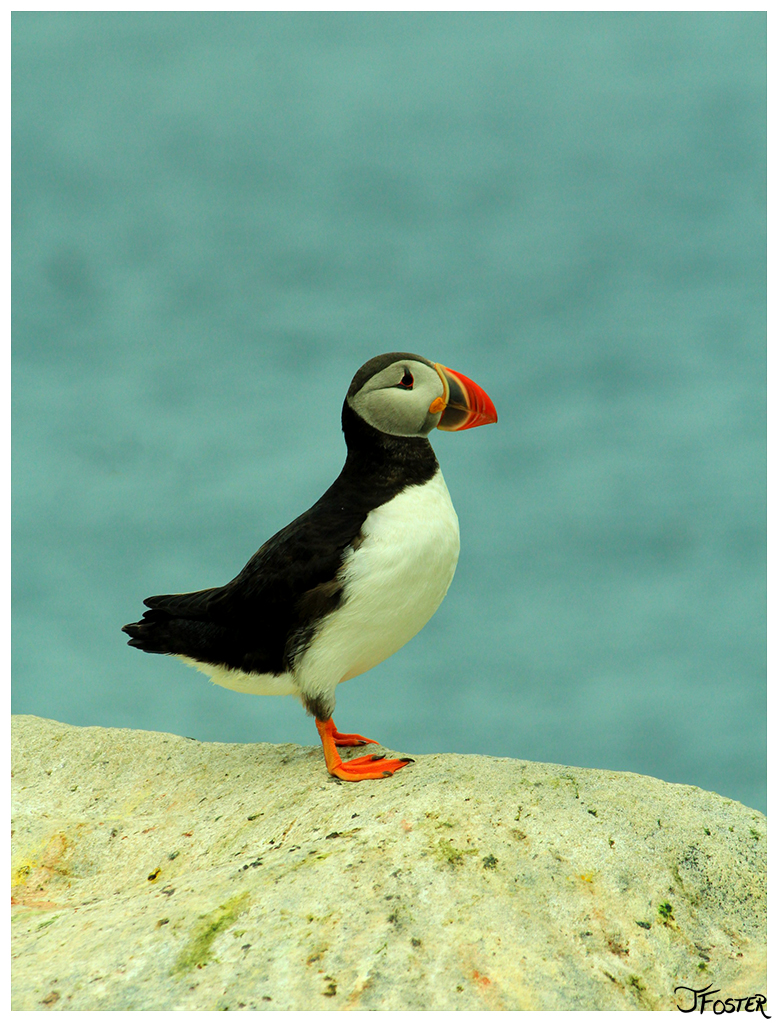 Puffin in the Bay of Fundy  | Photo by Jackie Foster