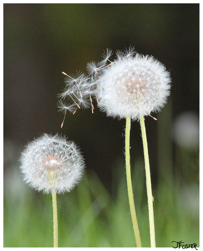 Dandelion wisps in the wind photograph  | Photo by Jackie Foster