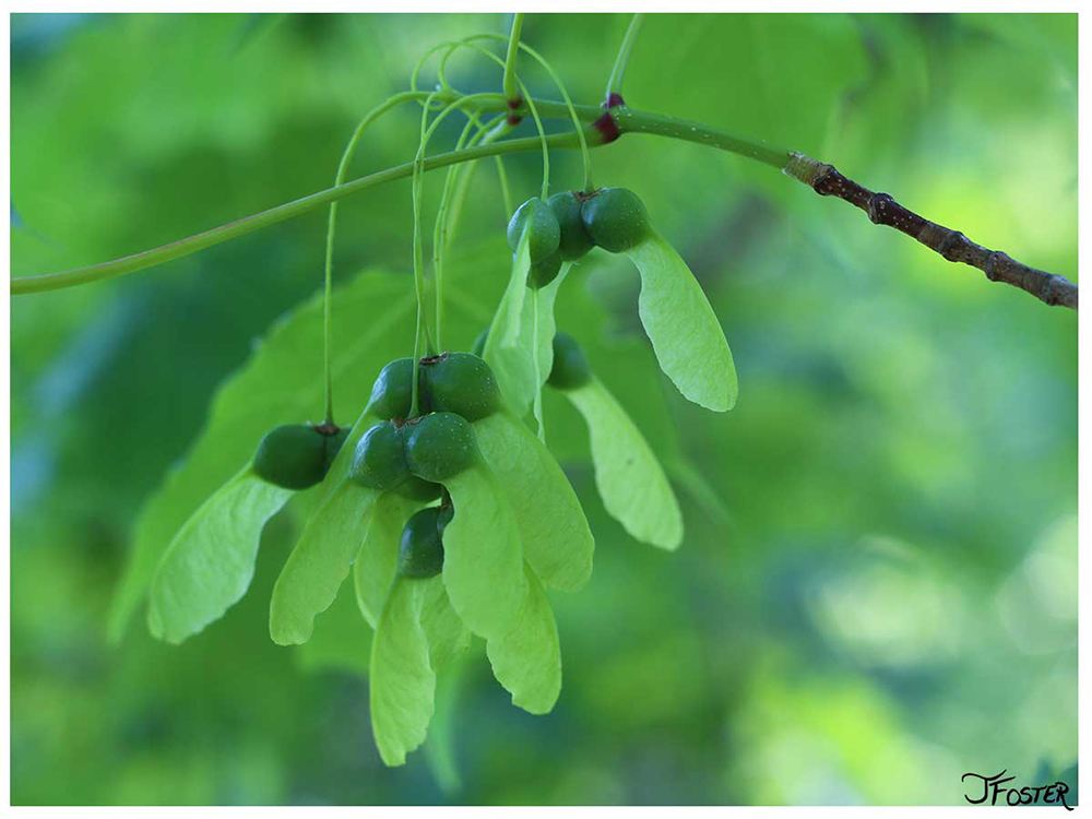 Maple whirlygigs  | Photo by Jackie Foster