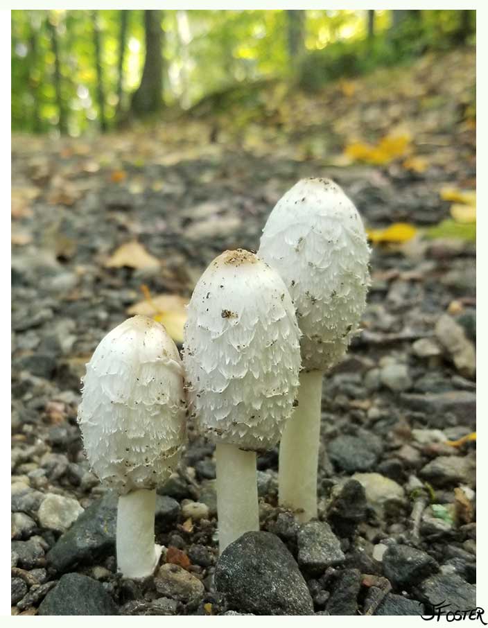 Shaggy Mane Mushrooms nature photograph by Jackie Foster Art