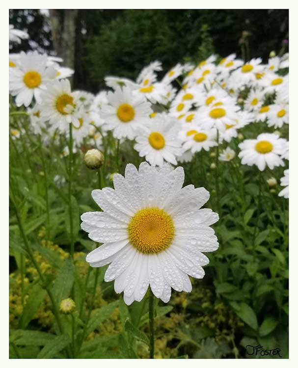Shasta Daisies | nature photography | Jackie Foster Art