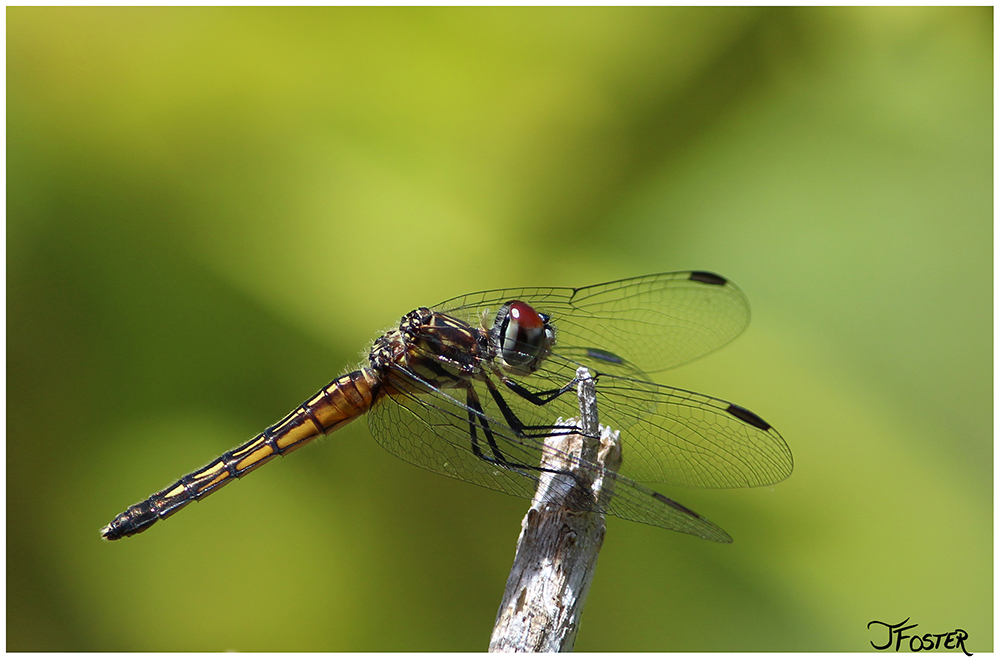 Photograph of dragonfly insect perched on a twig  | Photo by Jackie Foster