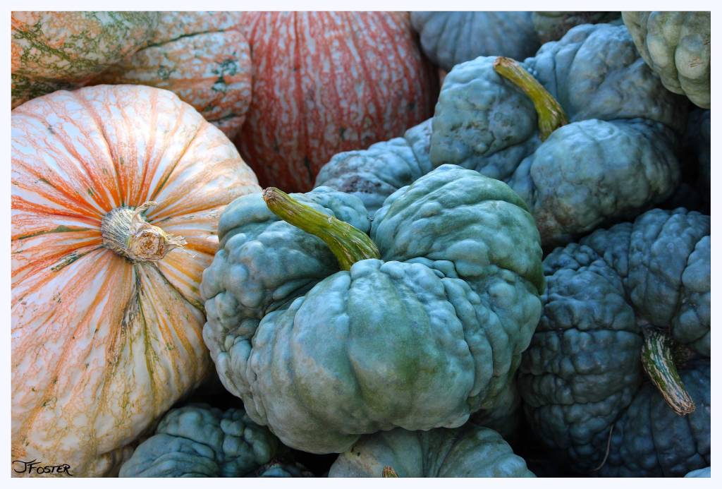 New England Pumpkins