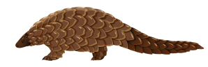 Pangolin appearance