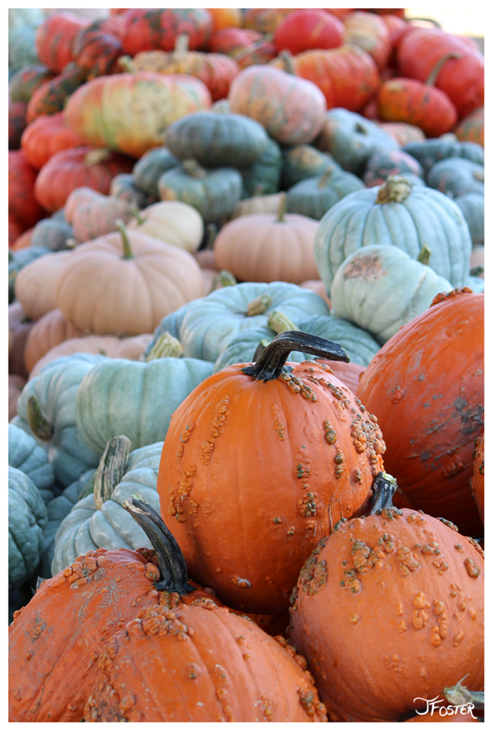 Photography | Nature | Autumn Pumpkins in NH | Jackie Foster