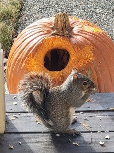 Squirrel pumpkin feast