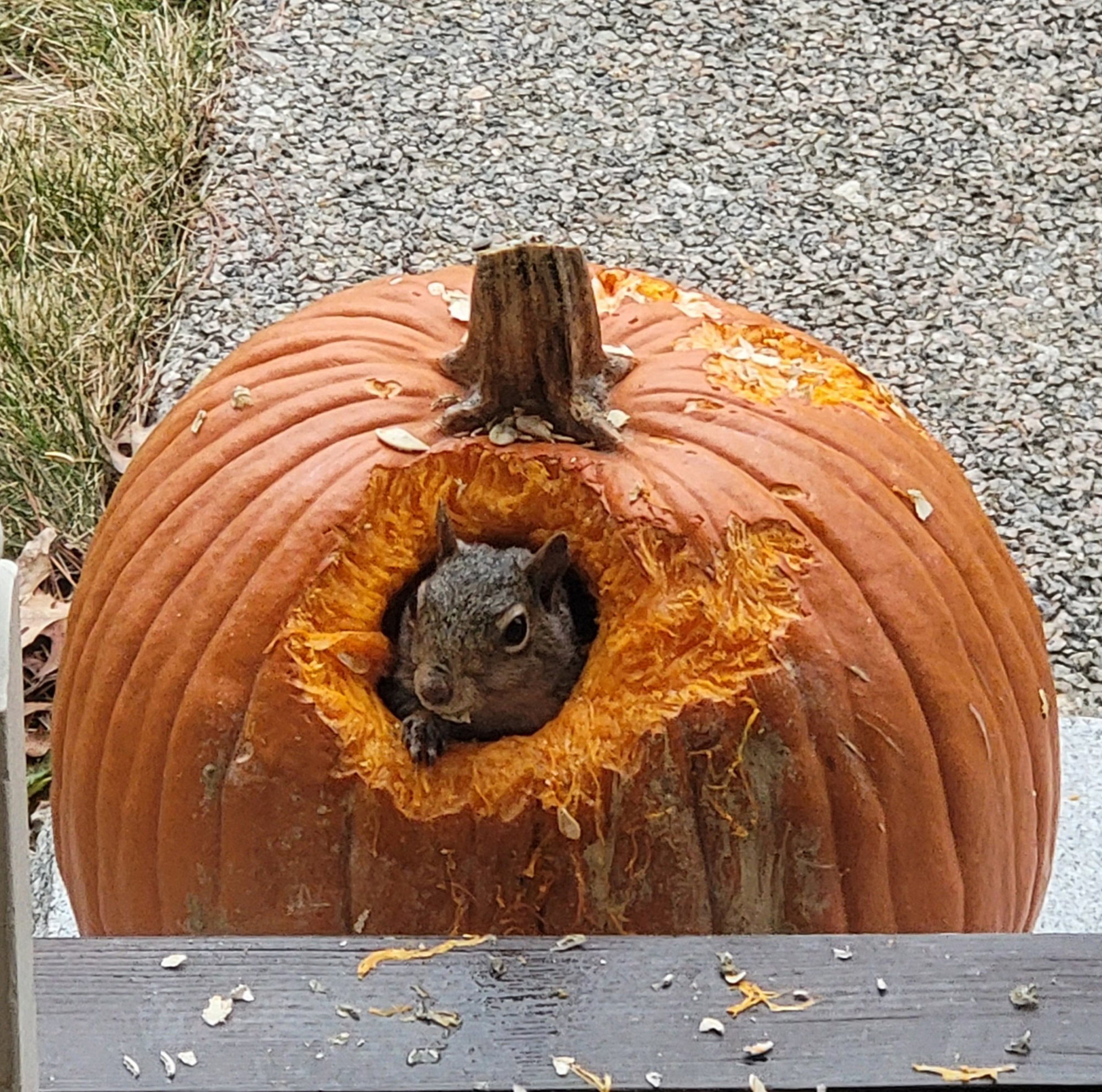 Porch Pumpkin Party: Critters Welcome