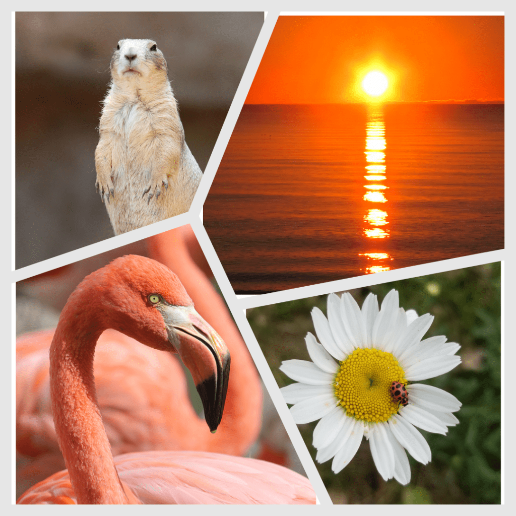 Gallery of Photographs by Jackie Foster