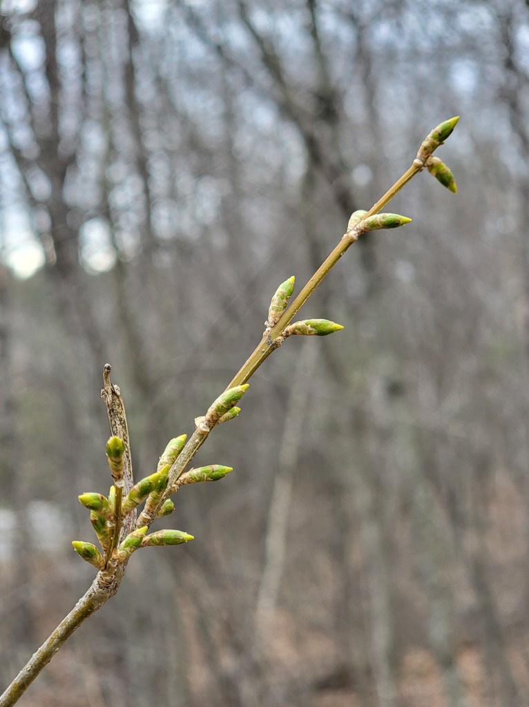 forsythia buds
