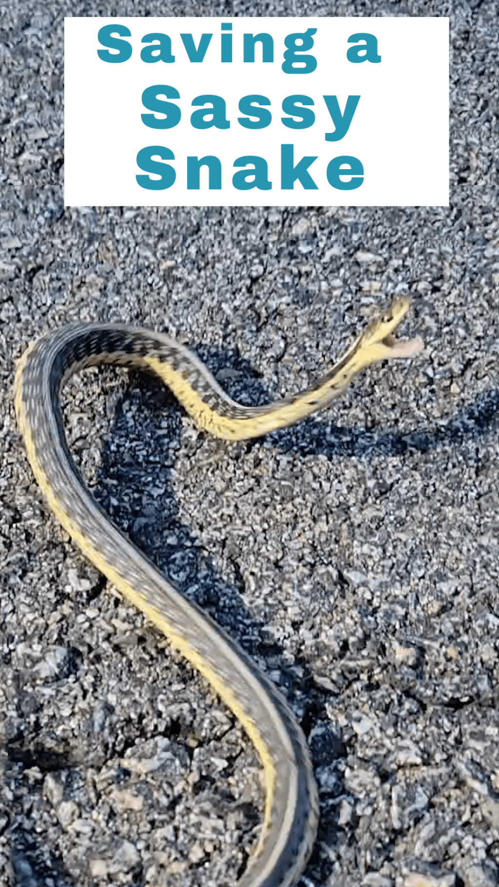 Helping Snake Cross the Road – It Lunged at&nbsp;Me!