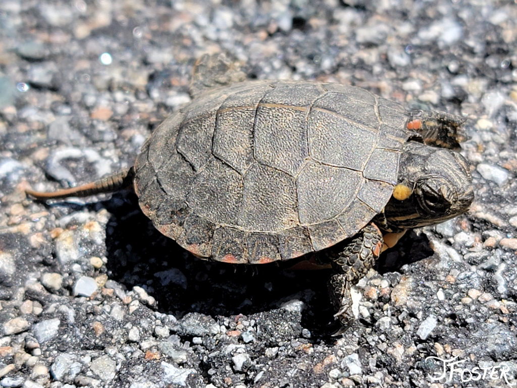 Photograph of Baby Painted Turtle Hatchling by Jackie Foster Art