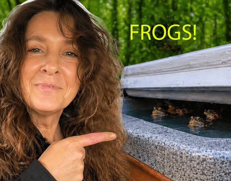 Hot Tub Frogs