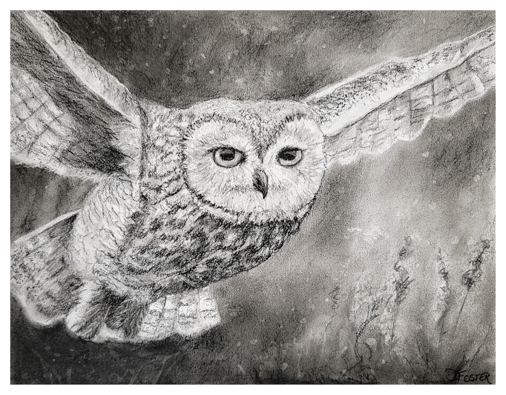 Barred Owl charcoal drawing by Jackie Foster