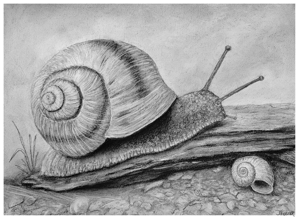 Snail charcoal drawing by Jackie Foster